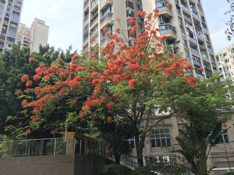红色花树