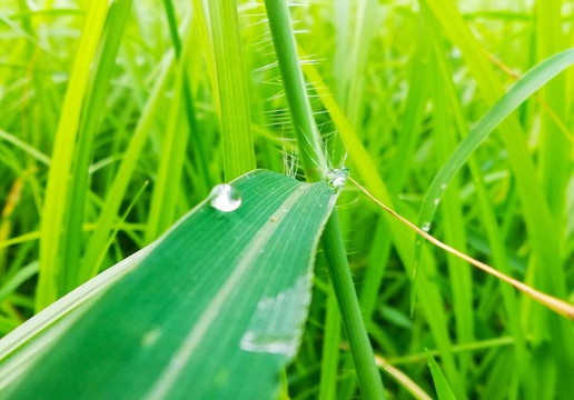 草上水珠露珠