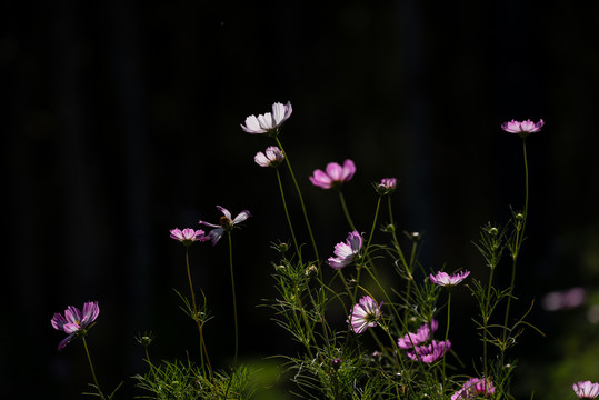 逆光格桑花