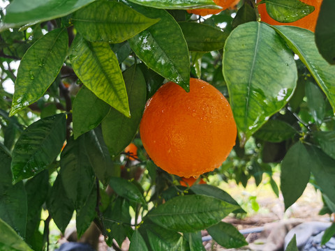 奉节脐橙