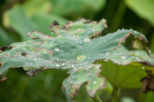 残破的荷叶粘雨露