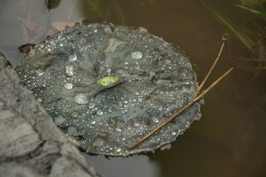 残破的荷叶粘雨露