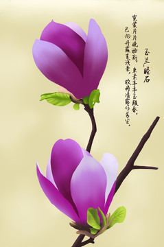 玉兰花