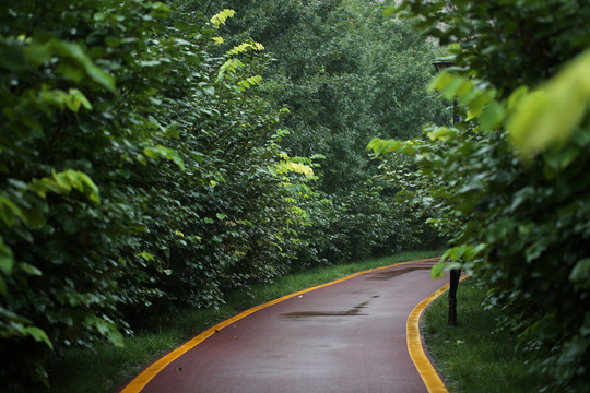 绿荫健康步道