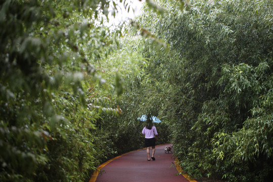竹林健康步道