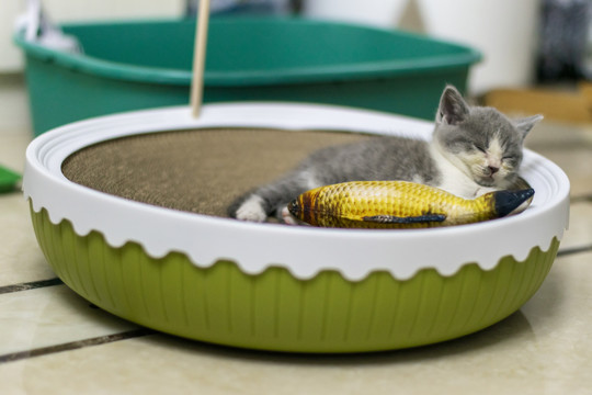 猫