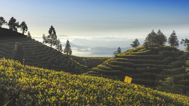 宜宾屏山大乘茶山自然风光