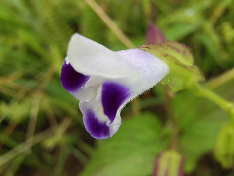 夏堇花