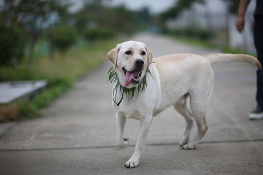 拉布拉多犬