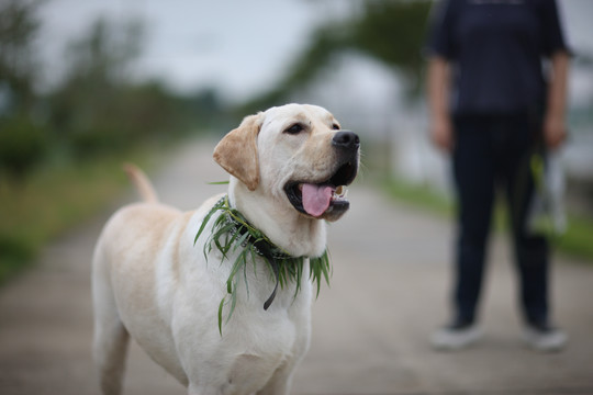 拉布拉多犬