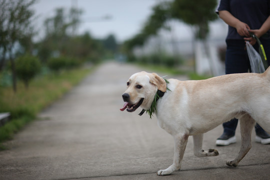 拉布拉多犬