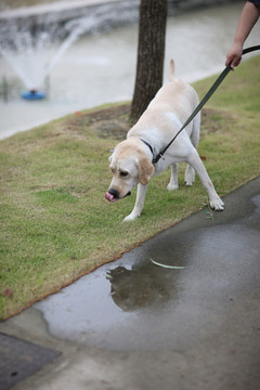 拉布拉多犬