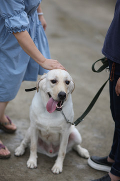 拉布拉多犬