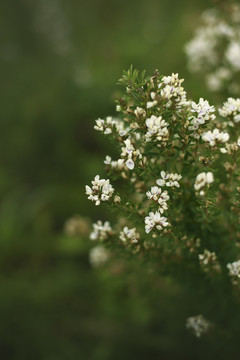 白花