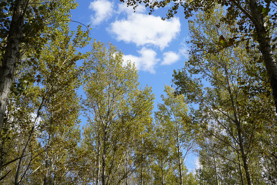 秋天蓝天白云下的杨树林树冠