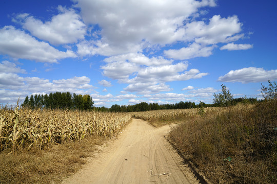 秋天蓝天白云下的玉米田和土路
