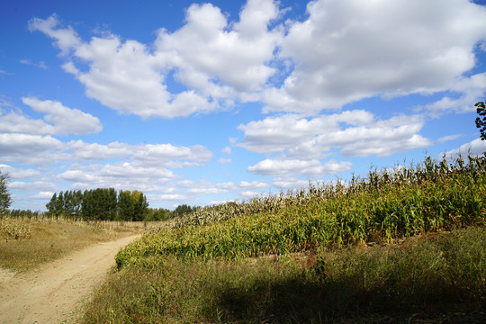 秋天蓝天白云下的庄稼地和土路