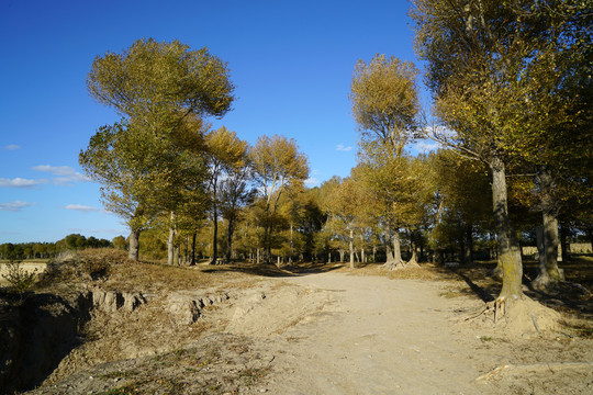秋天蓝天下的杨树林里的古道