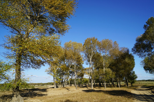 秋天蓝天下的杨树树林和古道