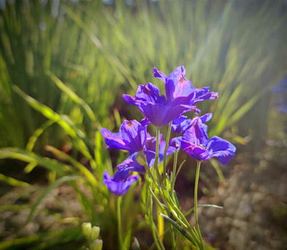 鲜花