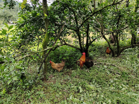 农家土鸡