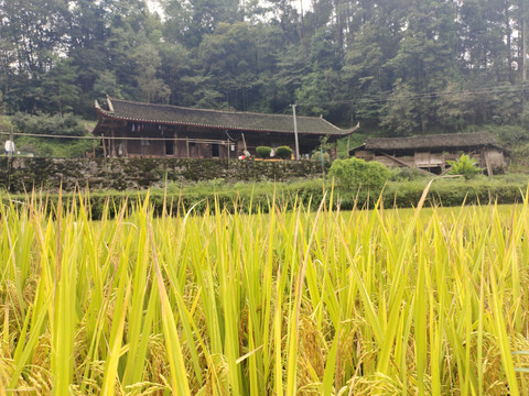 水稻田