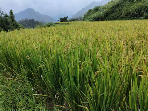 水稻田