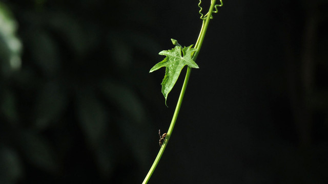 丝瓜藤上的飞蚁