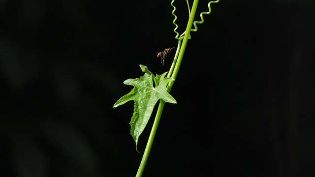 丝瓜藤上的飞蚁