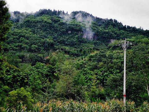 大山云雾飘渺