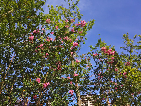 紫荆花树