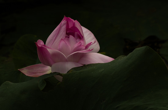 荷花