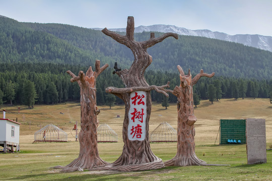 巴里坤草原松树塘