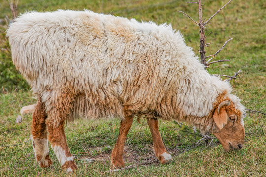 巴里坤草原羊
