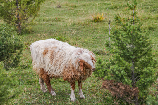巴里坤草原羊