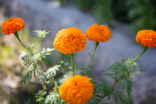 新疆菊花