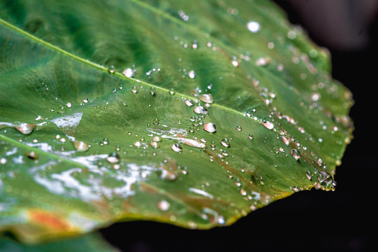 露水