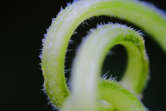 植物藤曼