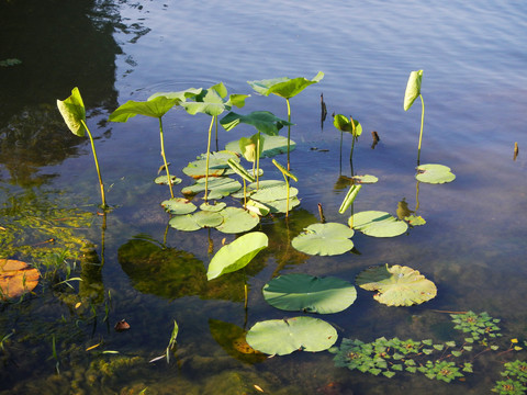 池塘小荷