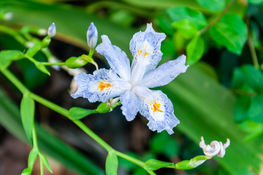 鸢尾花蓝蝴蝶花