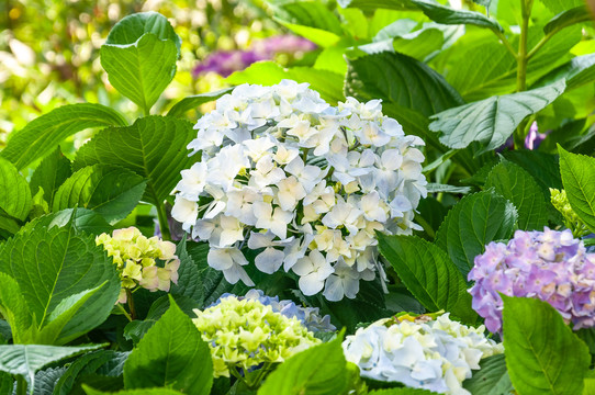 绣球花粉团花无尽夏八仙花