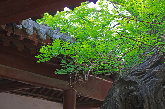 河南嵩阳书院建筑群