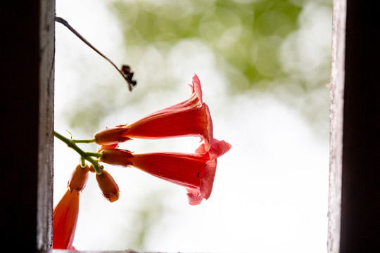 花境