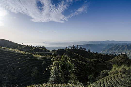 蓝天白云蜿蜒山脉茶山自然风光