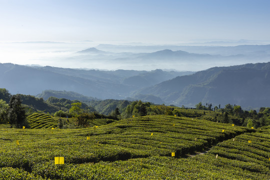 蓝天白云蜿蜒山脉茶山自然风光