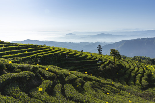 蓝天白云蜿蜒山脉茶山自然风光