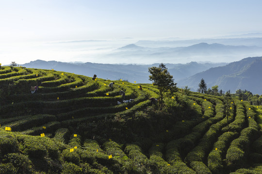 蓝天白云薄雾缭绕茶山风光