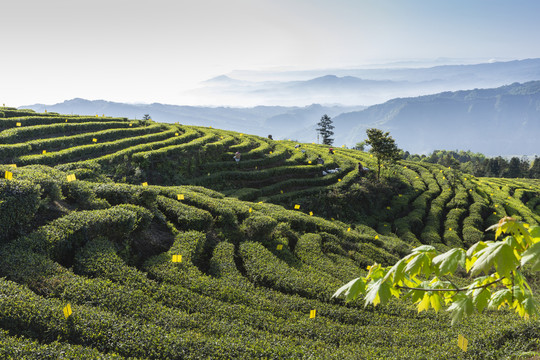 蓝天白云薄雾缭绕茶山风光