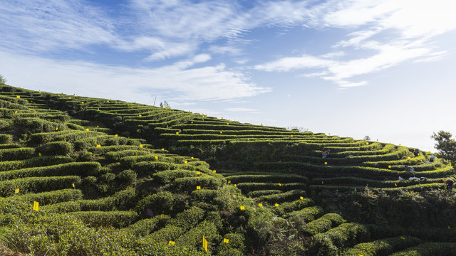 屏山大乘蜿蜒茶山风光