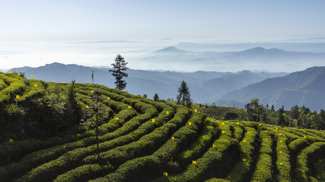 屏山大蓝天白云薄雾缭绕茶山风光